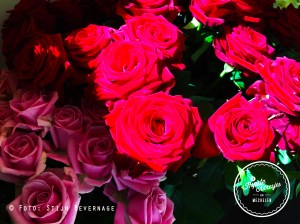 Bloemen Louis Mechelen