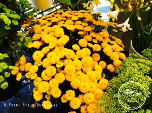 Bloemen Louis Mechelen